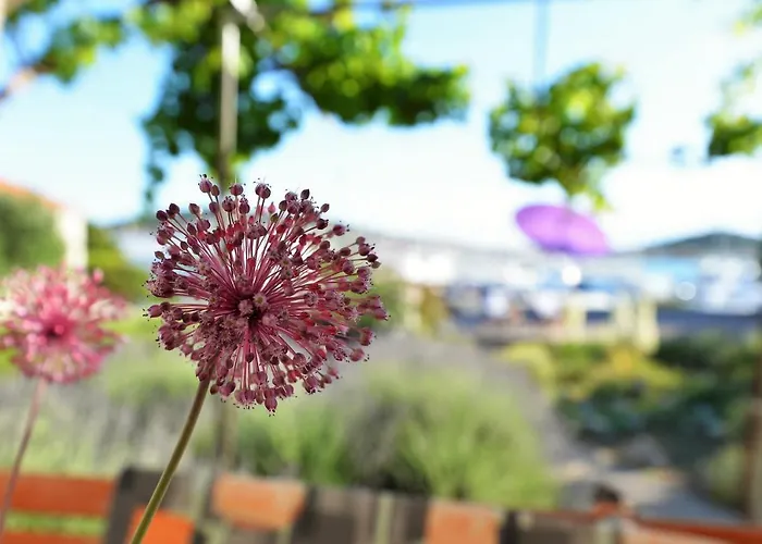 House Ivy * 穆泰尔岛